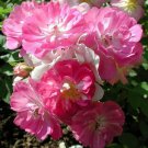 Rosa Chinensis Angel Wings | Miniature Rose | 10 Seeds