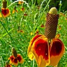 Ratibida Columnifera | Mexican Hats | 500 Seeds