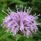 Monarda Fistulosa | Wild Bergamot | 1000 Seeds