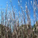 Schizachyrium Scoparium | Little Bluestem | Bunchgrass | 1000 Seeds