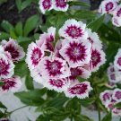 Dianthus Barbatus | Sweet William | 100 Seeds