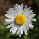 Leucanthemum Vulgare | Ox-Eye Daisy | Marguerite | 500 Seeds