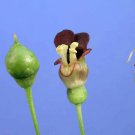 Scrophularia Marilandica | Late Figwort | Carpenters Square | 500 Seeds