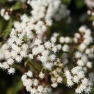 Ageratina Altissima | Chocolate Joe Pye Weed | 200 Seeds