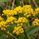 Zizia Aurea | Golden Alexanders | 20 Seeds