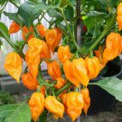 Bhut Jolokia Naga Orange | Ghost Chili Pepper | 20 Seeds