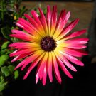 Dorotheanthus Bellidiformis | Ice Plant | 100 Seeds