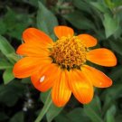 Tithonia Rotundifolia | Mexican Sunflower | 100 Seeds