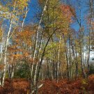 Betula Papyrifera | White Or Paper Birch | Canoe Birch | 20 Seeds