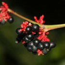 Rauvolfia Serpentina | Indian Snakeroot | Devil Pepper | 10 Seeds