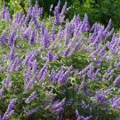 Vitex Agnus-Castus | Monks Pepper | Chaste Tree | 50 Seeds