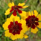 Coreopsis Tinctoria | Calliopsis | Tickseed | 200 Seeds