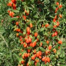Lycium Barbarum | Goji Berry | Wolfberry | Chinese Box Thorn | 20 Seeds