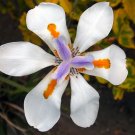 Dietes Iridioides | Cape Iris | 20 Seeds