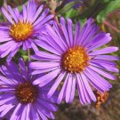 Symphyotrichum Novae-Angliae | New England Hardy Aster | 100 Seeds