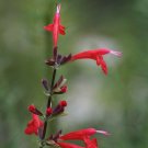 Salvia Coccinea | Blood Scarlet Sage | 500 Seeds