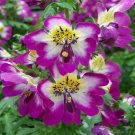 Schizanthus Wisetonensis | Angel Wings | 100 Seeds