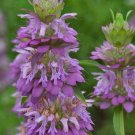 Monarda Citriodora | Lemon Bee Balm | Purple Horsemint | 100 Seeds