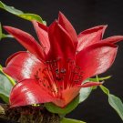 Bombax Ceiba | Red Silk Cotton Tree | Kapok | 20 Seeds