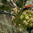Asclepias Arenaria | Sand Milkweed | 20 Seeds