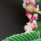 Acacia Concinna | Shikakai | Soap Pod | 5 Seeds