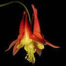 Aquilegia Canadensis | Canadian Eastern Red Columbine | 50 Seeds