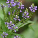 Verbena Hastata | Blue Vervain | 400 Seeds