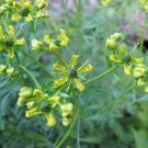 Ruta Graveolens | Common Rue | Herb Of Grace | Herbygrass | 20 Seeds