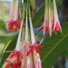 Fuchsia Boliviana Alba | 100 Seeds