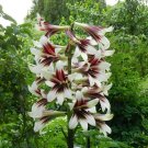 Cardiocrinum Giganteum | Giant Himalayan Lily | 20 Seeds