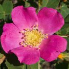 Rosa Woodsii | Wild Mountain Woods Rose | 20 Seeds