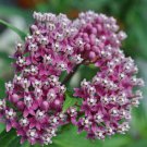 Asclepias Incarnata Carmine-Rose | Cinderella | 50 Seeds
