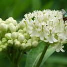 Asclepias Incarnata White | Ice Ballet | 50 Seeds