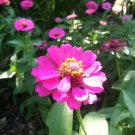Zinnia Elegans Pink | 50 Seeds