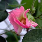 Gossypium Arboreum | Tree Cotton | 20 Seeds