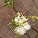 Delonix Elata | White Poinciana | Yellow Gul Mohur | Creamy Peacock | 5 Seeds
