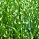 Miscanthus Sinensis Zebrinus | Zebra Grass | 10 Seeds