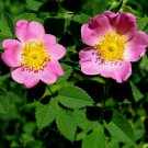 Rosa Carolina | Pasture Sand Rose | 50 Seeds
