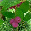 Syzygium Smithii | Lilly Pilly | Monkey Apple | Acmena Eugenia | 10 Seeds
