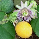 Passiflora Ligularis | Sweet Granadilla | Grenadia | 5 Seeds
