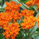 Asclepias Tuberosa | Butterfly Milkweed | Pleurisy Root | 50 Seeds