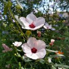 Pavonia Hastata | Spearleaf Swampmallow | Pale Texas Rosemallow | 10 Seeds