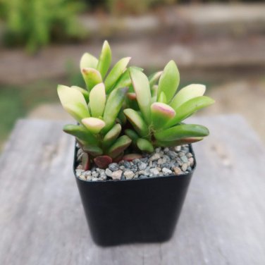 Anacampseros Telephiastrum Variegata Cactus Cacti Succulent 2" Pot Live  Plant