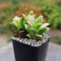 Anacampseros Telephiastrum Variegata Cactus Cacti Succulent 2" Pot Live Plant