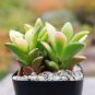 Anacampseros Telephiastrum Variegata Cactus Cacti Succulent 2" Pot Live Plant