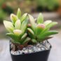 Anacampseros Telephiastrum Variegata Cactus Cacti Succulent 2" Pot Live Plant