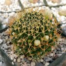 Mammillaria Camptotricha Marnier Cactus Cacti Succulent 2" Pot Live Plant