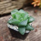 Haworthia Retusa Cactus Cacti Succulent 2" Pot Live Plant
