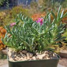 Ruschia Pulvinaris Cactus Cacti Succulent 4" Pot Live Plant