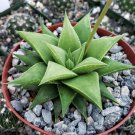 Haworthia Rigida Cactus Cacti Succulent 4" Pot Live Plant